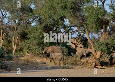Zoologia, mammifero (mammalia), savana africana elefanti o dell' elefante africano (Loxodonta africana), secco ri, Additional-Rights-Clearance-Info-Not-Available Foto Stock