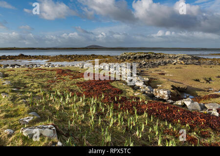 Le alghe e rocce sulla riva a Cairinis, North Uist, Ebridi Esterne, Scozia Foto Stock