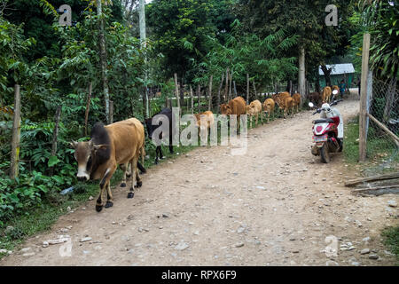 Le mucche in un campo vicino a Vang Vieng, Provincia di Vientiane, Laos, Asia Foto Stock