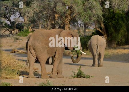 Zoologia, mammifero (mammalia), savana africana elefanti o dell' elefante africano (Loxodonta africana), secco ri, Additional-Rights-Clearance-Info-Not-Available Foto Stock