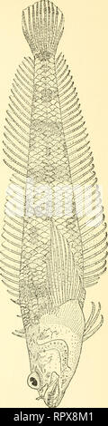 . Allan Hancock Pacific spedizioni. [Report]. Spedizioni scientifiche. . Si prega di notare che queste immagini vengono estratte dalla pagina sottoposta a scansione di immagini che possono essere state migliorate digitalmente per la leggibilità - Colorazione e aspetto di queste illustrazioni potrebbero non perfettamente assomigliano al lavoro originale. Allan Hancock Foundation. Los Angeles, University of Southern California premere Foto Stock