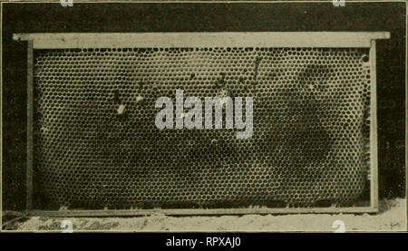 . Erba medica, cavallette, api: il loro rapporto. Erba medica. [Dal vecchio catalogo]; Cavallette. [Dal vecchio catalogo]; le api. [Dal vecchio catalogo]. Un anno tra le api. 123 producono una regina. Cellule naturali, come li chiamiamo, sono prodotte solo durante il brulicare stagione, e mentre le api hanno il brulicare febbre. Poi' è alcuna differenza nelle cellule, né nel Queens essi pro- duce, ma di solito non vi è una differenza nella località sui pettini che questi regina-celle occupano. Nella costruzione di regina-cellule in invasi naturali, le api, avente l intera opera sotto la propria gestione, selezionare i bordi a Foto Stock