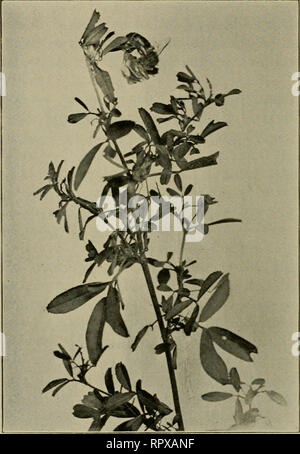 . Erba medica, cavallette, api: il loro rapporto. Erba medica. [Dal vecchio catalogo]; Cavallette. [Dal vecchio catalogo]; le api. [Dal vecchio catalogo]. Fare OSSERVAZIONI DA APIARISTS. È meglio di grano saraceno, perché è come densa e ricca e molto più bianchi." La sig.ra M. D. Hetzel, Kinsley, Edwards county; 9 cavalletti. "Il nostro feed per api qui è prevalentemente di erba medica, alcuni fiori selvatici; nessun frutto-tree blossoms. Le api trovano notevole alimentazione sulla scatola-elder alberi in primavera. Sono una cinquantina di acri del campo di erba medica unendo l'alveare, con abbondanza di acqua entro un paio di aste. Le api hanno avuto continuou Foto Stock
