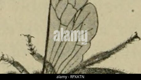 . Erba medica, cavallette, api: il loro rapporto. Erba medica. [Dal vecchio catalogo]; Cavallette. [Dal vecchio catalogo]; le api. [Dal vecchio catalogo]. /???. Si prega di notare che queste immagini vengono estratte dalla pagina sottoposta a scansione di immagini che possono essere state migliorate digitalmente per la leggibilità - Colorazione e aspetto di queste illustrazioni potrebbero non perfettamente assomigliano al lavoro originale. Hunter, Samuel Giovanni, 1866- [dal vecchio catalogo]; Duff, A. H. [dal vecchio catalogo]. Topeka, Kan. , Premere il tasto di stato della stampante Foto Stock