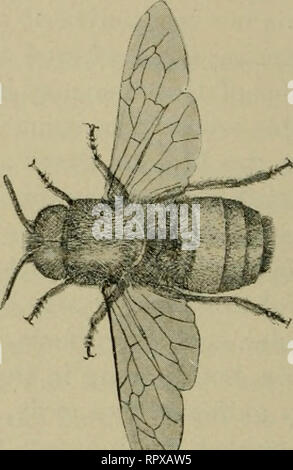 . Erba medica, cavallette, api: il loro rapporto. Erba medica. [Dal vecchio catalogo]; Cavallette. [Dal vecchio catalogo]; le api. [Dal vecchio catalogo]. /???. Si prega di notare che queste immagini vengono estratte dalla pagina sottoposta a scansione di immagini che possono essere state migliorate digitalmente per la leggibilità - Colorazione e aspetto di queste illustrazioni potrebbero non perfettamente assomigliano al lavoro originale. Hunter, Samuel Giovanni, 1866- [dal vecchio catalogo]; Duff, A. H. [dal vecchio catalogo]. Topeka, Kan. , Premere il tasto di stato della stampante Foto Stock