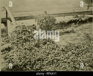 . Erba medica, cavallette, api: il loro rapporto. Erba medica. [Dal vecchio catalogo]; Cavallette. [Dal vecchio catalogo]; le api. [Dal vecchio catalogo]. Distruzione di cavallette. 59. Fig. 30. Vista anteriore della tramoggia-lama apripista, che mostra la quantità di cavallette appena preso dai tegami. campo. Due giorni più tardi la stessa quantità di terreno era coperto, ma non come molti insetti sono stati presi. Cavallette non più è entrato in questo mais e la tramoggia-lama apripista non fu più utilizzata a questo punto. È stata la mia esperienza con questa macchina che dopo che ha superato la vegetazione non ferire le piante, ma in qualche modo rende Foto Stock