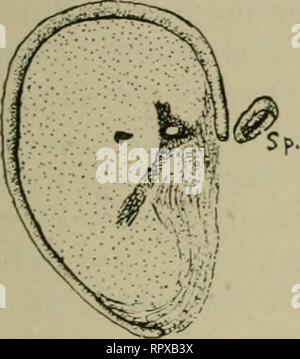 . Erba medica, cavallette, api: il loro rapporto. Erba medica. [Dal vecchio catalogo]; Cavallette. [Dal vecchio catalogo]; le api. [Dal vecchio catalogo]. Cavallette IN GENERALE. i:. ghiandole sdraiati sotto l'esofago. Dall'esofago passa nel raccolto. Il cibo entra quindi il ventriglio-come proventriculus; le pareti interne di questo sono rivestiti con chitinized processi che, mediante una serie di contrazioni, macinare il cibo e passarlo sul nello stomaco la corretta. Si trovano a fianco di questa dello stomaco, e ad esso collegato può essere visto su ciascun lato e tre tubi lunghi. Questi sono chiamati sacche gastriche (CECA). perché ho Foto Stock