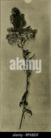 . Erba medica, cavallette, api: il loro rapporto. Erba medica. [Dal vecchio catalogo]; Cavallette. [Dal vecchio catalogo]; le api. [Dal vecchio catalogo]. Cavallette IN GENERALE. malattia. Questa seconda visita è emerso che non vi era stato alcun notevole diffusione della malattia. Erba morta- tramogge, in circa gli stessi numeri in praticamente lo stesso angolo di campo, dovevano essere visto. Non ho trovato la malattia a lavorare in una qualsiasi altra por- zioni di questo campo. Ho trovato un paio di morti cavallette che era morto da questa malattia in due punti in due dif- ferent campi di erba medica nella contea di Edwards. In nessun luogo, tuttavia, ho fatto notare un Foto Stock