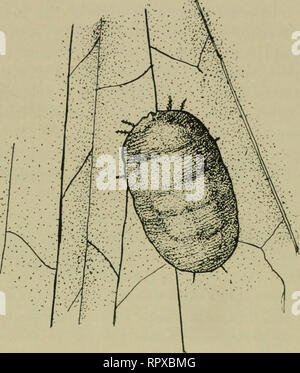 . Erba medica, cavallette, api: il loro rapporto. Erba medica. [Dal vecchio catalogo]; Cavallette. [Dal vecchio catalogo]; le api. [Dal vecchio catalogo]. Cavallette IN GENERALE. 31 deve essere protetta come il loro cibo è da insetti deleteri per l'agricoltura in- terests". Dalla descrizione fornita, è molto probabile che il giallo cavallette di cui apparteneva alla specie ora in considera- zione. Invertebrato. La locusta trova però la sua più implacabili nemici entro la propria classe. La qui allegata figura 5 mostra il palcoscenico immaturo della locusta acaro, Trombidmm locustarum, Riley. Questi sono stati trovati, ho Foto Stock