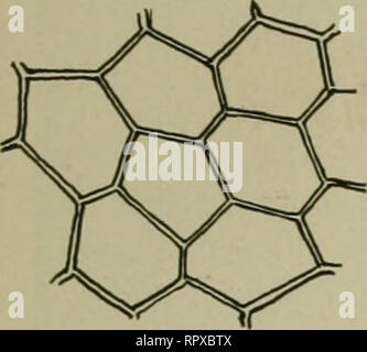 . Erba medica, cavallette, api: il loro rapporto. Erba medica. [Dal vecchio catalogo]; Cavallette. [Dal vecchio catalogo]; le api. [Dal vecchio catalogo]. Cavallette IN GENERALE. 21 robusto e resistente, ma sull'esposizione agli elementi, diventa friabile e facilmente separabili. Dopo il distacco di questo rivestimento esterno, luminoso giallo della sottostante sostanza uovo è visto. Il structureless vitelline membrana forma aii efficace protezione per i disegni di uova. Fig4 resiste essiccazione, ed è rotto solo mediante applicazione di una pressione notevole. Im- mediately al di sotto di esso è uno strato di protoplasmic m Foto Stock