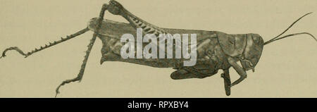 . Erba medica, cavallette, api: il loro rapporto. Erba medica. [Dal vecchio catalogo]; Cavallette. [Dal vecchio catalogo]; le api. [Dal vecchio catalogo]. Cavallette IN GENERALE. 19 specie di cavallette prevalente. È stato precedentemente stabilito che il differenziale Locust, Melanop- lus differiscono entialis, era di gran lunga il più abbondante. Melanoplus at- lanis, minore di locusta migratoria e Melanoplus bivitattus, le due strisce di locusta, erano numerose. Il Red-gambe Locust, melan- oplus femore-rubrum, è stata presa solo occasionalmente, generalmente lungo la strada. Il Packard Locust, Melanoplus packardi, non era onu- comune. Foto Stock