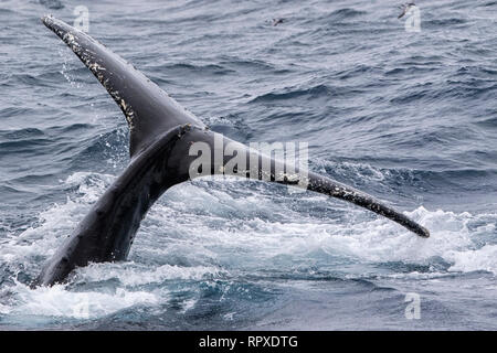 Humpback Whale adulto, nuoto nei pressi della Georgia del Sud, l'Antartide, 4 gennaio 2019 Foto Stock