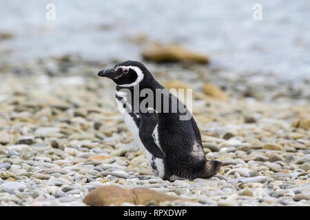 Magellanic Penguin, singolo adulto sulla spiaggia a Gypsy Cove, Isole Falkland 2 Gennaio 2019 Foto Stock