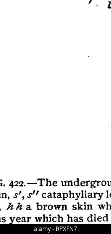 . Libro di testo di botanica, caratteristiche morfologiche e fisiologiche. La botanica. FIG. 423.-Crocus vermis: un il gambo bulbosa visto da sopra, B visto da sotto, c da un lato e tagliare longitudinalmente fff la linea circolare di cicatrici delle foglie cataphyllary, k k i cormi che crescono nella loro axils; * b la base di Cariati- Fiori e foglie-stelo, dal suo lato [hk in C) del prossimo anno bud, dal quale un nuovo corm e fiore-stelo sarà prodotta ; D sezione longitudinale attraverso questo bud, n n la sua cataphyllary foglie, / / fogliame-foglie, h bract, p cade, antere, k un bocciolo in axil di una chioma-leaf. arra Foto Stock