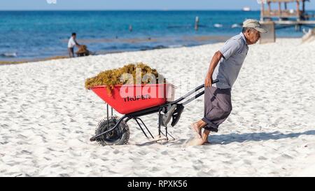 Riviera Maya, Messico - 27 luglio 2018. Mexican lavoratore maschile mostra una ruota barrow piena di problema Sargassum alghe come lui pulisce una spiaggia sul caribb Foto Stock