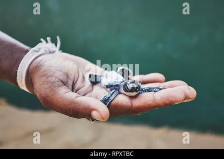 Salvataggio di un giorno il vecchio tartaruga verde. Mano umana tenendo il neonato in tartaruga incubatoio in Sri Lanka. Foto Stock