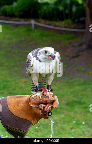 Un bambino falco pellegrino (falco peregrinus) sulla mano del suo trainer, parte di uccelli rapaci visualizzare nella città di York, UK. Foto Stock