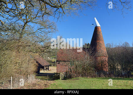 Oast Houes, Fronda faggio, Kent Foto Stock