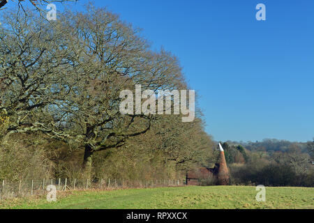 Oast Houes, Fronda faggio, Kent Foto Stock