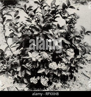 . Aiken 1953 Libro giardino. Piante Vermont cataloghi; alberi Vermont cataloghi; Verdure Vermont cataloghi; fiori Vermont cataloghi; vivaio Vermont cataloghi; orticoltura Vermont cataloghi. Durham lampone. I mirtilli crescono gigante di mirtilli coltivati a tutti piace il grande, deliziosi, moderna blu- bacche. ^ unità organizzativa può sollevare facilmente nel vostro giardino se il suolo è naturalmente zone aride o se si rendono così bj aggiunta di torba o leafmold da sotto i pini o querce. Abbiamo olfer tre splendide arieties specialmente selezionati a pn&GT; ide essenziali di impollinazione incrociata e di pro- duce grandi colture di delect Foto Stock