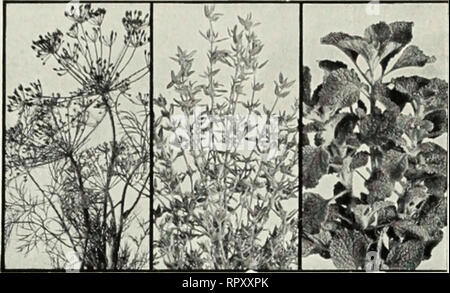 . Aiken 1953 Libro giardino. Piante Vermont cataloghi; alberi Vermont cataloghi; Verdure Vermont cataloghi; fiori Vermont cataloghi; vivaio Vermont cataloghi; orticoltura Vermont cataloghi. La menta piperita Salvia Marrubio [Marrubium vulgare). Per caramelle e tosse rimedi. Cresce meglio in suoli asciutti. Arancione o Iiergamot Mint (Mentha cilrala). De- licioush dolce; utilizzato nelle bevande. La menta piperita [M. piperita). I suoi usi sono troppo numerosi e ben noti all'elenco. Cresce da 2 a 3 sento alta, con viola e fiori bianchi. Menta Romana ho M. spicata). Per la gelatina di menta tè freddo e altri bccrages, caiuK e glasse. Erba gatta Foto Stock