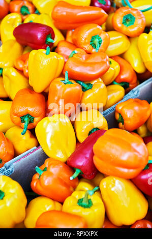 Close-up di giallo, arancione e colorati di rosso i peperoni in vendita in cartoni a un agricoltore di uscita in Canada, British Columbia, Canada Foto Stock