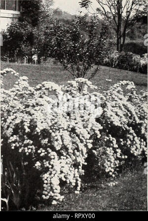 . Aiken 1953 Libro giardino. Piante Vermont cataloghi; alberi Vermont cataloghi; Verdure Vermont cataloghi; fiori Vermont cataloghi; vivaio Vermont cataloghi; orticoltura Vermont cataloghi. Peegce Hydrangea Peegee Hydrangea. 6 ft. La varietà popolare con enormi travi reticolari di bianco fiorisce in Agosto, che grad- ually cambia di colore rosa. 18 a 24-in. piante: 90c ciascuna; 3 a 9 a 85c; 10 o più in corrispondenza di 80c, prepagato. Snowhill Hydrangea. Da 3 a 6 ft. Grandi e vistosi fiori bianchi come snowballs quasi coprire le foglie grandi. Fiorisce in luglio quando pochi altri arbusti (eccetto somma- mersweet) sono in fiore, non è molto esigente Foto Stock