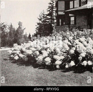 . Aiken 1953 Libro giardino. Piante Vermont cataloghi; alberi Vermont cataloghi; Verdure Vermont cataloghi; fiori Vermont cataloghi; vivaio Vermont cataloghi; orticoltura Vermont cataloghi. Arbusti fioriti, ha continuato. Peegce Hydrangea Peegee Hydrangea. 6 ft. La varietà popolare con enormi travi reticolari di bianco fiorisce in Agosto, che grad- ually cambia di colore rosa. 18 a 24-in. piante: 90c ciascuna; 3 a 9 a 85c; 10 o più in corrispondenza di 80c, prepagato. Snowhill Hydrangea. Da 3 a 6 ft. Grandi e vistosi fiori bianchi come snowballs quasi coprire le foglie grandi. Fiorisce in luglio quando pochi altri arbusti (eccetto somma- mersweet) Foto Stock