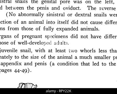 . Lumache terrestri dalle Hawaii, Isola di Natale, e Samoa. Lumache; molluschi; molluschi; molluschi. 36 Bernice P. Bishop Museum-bollettino 47 attaccato ad una distanza più lunga al di sopra della estremità distale rispetto al Achatinella, nella maggior parte dei quali erano uniti strettamente per una breve distanza, liberamente per un più lungo in modo lasco o tutto il modo. Una eccezione a questa regola è stata P. mighelsiana, in cui i due muscoli non sono state allegate.. Figura 12.-a, Newcomhia canaliculata (Baldwin), pallial organi e tubo digerente, il rene appare stretto dove confina con il pericardio, che si sovrappone e in parte cela in realtà più ampia Foto Stock