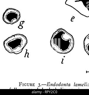 . Lumache terrestri dalle Hawaii, Isola di Natale, e Samoa. Lumache; molluschi; molluschi; molluschi. Pilshry, Cooke, Ned-lumache dalle Hawaii, Natale, Samoa 19 che si trova a non grande distanza, probabilmente meno di un quarto di miglio, anche se potrebbe essere stata in un modo un po' altitudine inferiore. Non vi è dubbio che entrambe appartengono alla stessa gara geografica. In modo]?T Anatomia la porzione esterna dell'animale è uniformemente di colore biancastro con una leggera tonalità giallastra. Le scanalature del pedale sono poco profonde e molto stretta ma facilmente effettuata. La loro posizione è illustrata nelle figure 3, ^, c, d. La suola è stretta e ne Foto Stock