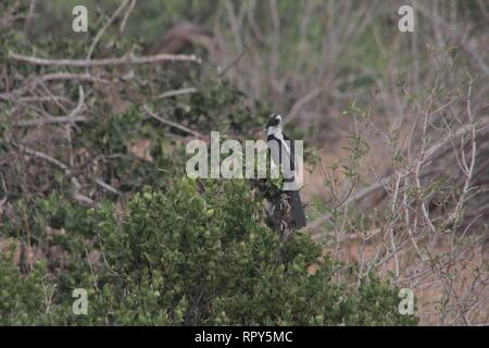 Di von der Decken-'s Hornbill (Tockus deckeni), parco nazionale orientale di Tsavo, Kenya Foto Stock
