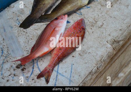 Affollato mercato del pesce di Mbour, Senegal, un commercio regionale mozzo Foto Stock