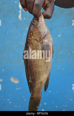 Affollato mercato del pesce di Mbour, Senegal, un commercio regionale mozzo Foto Stock