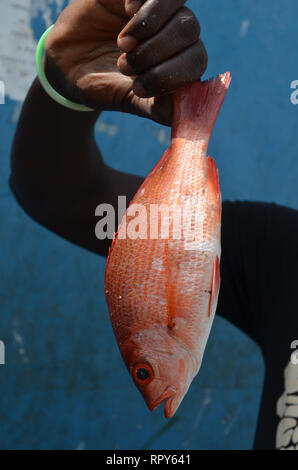 Affollato mercato del pesce di Mbour, Senegal, un commercio regionale mozzo Foto Stock