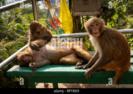 Il Nepal, Kathmandu, Swayambhunath Temple, macaco scimmia toelettatura sui passi di stupa Foto Stock