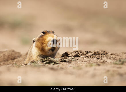 In prossimità di un grande capo-africana di mole-rat, montagne di balle, Etiopia. Foto Stock