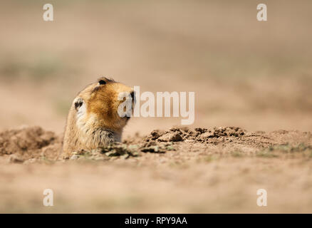 In prossimità di un grande capo-africana di mole-rat, montagne di balle, Etiopia. Foto Stock