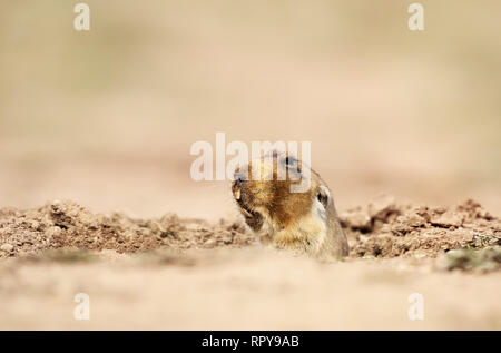 In prossimità di un grande capo-africana di mole-rat, montagne di balle, Etiopia. Foto Stock