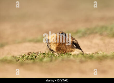 In prossimità di un grande capo-africana di mole-rat, montagne di balle, Etiopia. Foto Stock