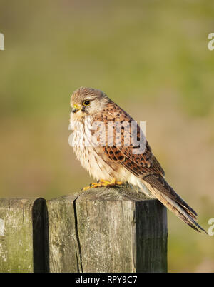 In prossimità di un comune gheppio (Falco tinnunculus) appollaiato su un palo di legno contro lo sfondo colorato, UK. Foto Stock