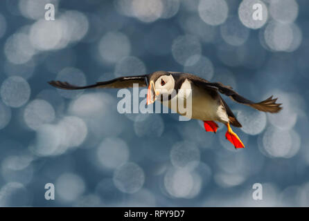 Close up di Atlantic puffin in volo, Noss isola, isole Shetland. Foto Stock