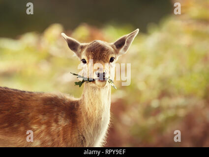 Close-up di un daino fulvo di mangiare le foglie, UK. Foto Stock