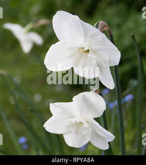 Narcissus 'Lincolnshire Lady' Foto Stock