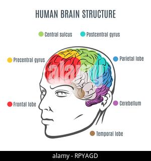 Struttura del cervello umano. Testa umana con all'interno del cervello. Cervello umano parti principali. Illustrazione Vettoriale. Illustrazione Vettoriale