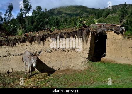 Azienda agricola tradizionale a Yanama - Parco Nazionale HUASCARA. Dipartimento di Ancash.PERÙ Foto Stock