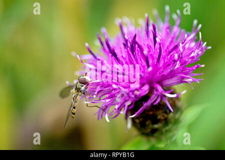 Fiordaliso minore (centaurea nigra), noto anche come Hardheads, close up di un solitario fiore con Hoverfly a riposo. Foto Stock