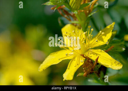 Perforare San Giovanni-wort (Hypericum perforatum), in prossimità di un unico fiore. Foto Stock