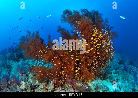 Coral reef di corallo nero (Antipathes dichotoma) e Swarm Anthias (Anthiinae), Mar Rosso, Egitto Foto Stock
