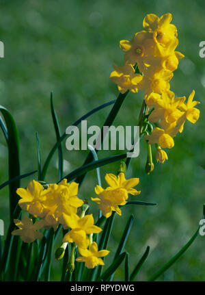 Narcissus 'Hawera' una nana daffodil con gambi sottili il cuscinetto fino a un massimo di cinque annuendo, luce di limone e fiori di colore giallo in tarda primavera, con stellato, leggermente ri Foto Stock