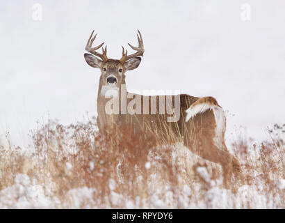 Culbianco Deer buck in un innevato paesaggio del midwest cervo durante la stagione di caccia Foto Stock